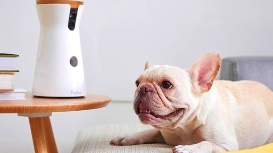 6 Best Dog Gadgets That Your Dog Will Definitely Love