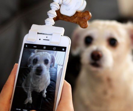 dog selfie